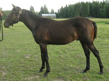 Abroboo