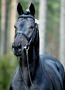 Ruffian Reef xx