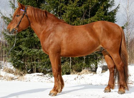 A.T. Veeti