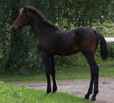 Matador Orden