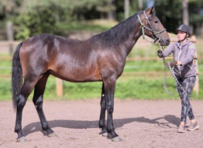 Onyx Orden